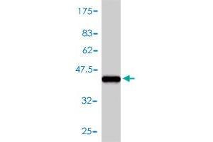 Western Blot detection against Immunogen (44.
