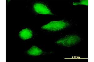 Immunofluorescence of purified MaxPab antibody to EFCBP2 on HeLa cell. (NECAB2 anticorps  (AA 1-239))