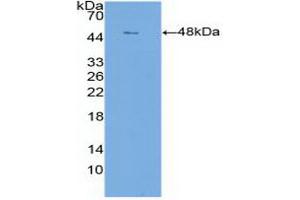 Western blot analysis of recombinant Human CLDN1. (Claudin 1 anticorps  (AA 50-197))