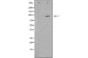 Western blot analysis of Mouse lung lysate, using POSTN Antibody. (Periostin anticorps  (N-Term))