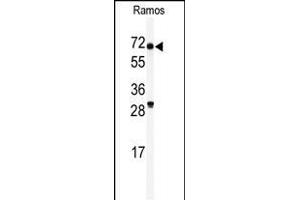 Western blot analysis of anti-RIOK2 Antibody (C-term) (ABIN390990 and ABIN2841173) in Ramos cell line lysates (35 μg/lane). (RIOK2 anticorps  (C-Term))