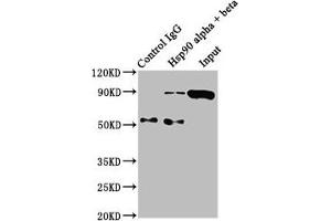 Immunoprecipitating Hsp90 alpha + beta in Hela whole cell lysate Lane 1: Rabbit control IgG instead of ABIN7127555 in Hela whole cell lysate. (Recombinant HSP9AA1/HSP9AB1 anticorps)