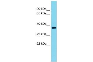 Host: Rabbit  Target Name: Olr10  Sample Tissue: Rat Testis lysates  Antibody Dilution: 1. (Olr10 anticorps  (C-Term))