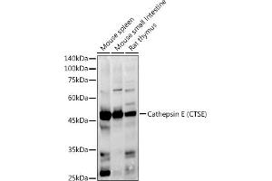 Western blot analysis of extracts of various cell lines, using Cathepsin E (CTSE) antibody (ABIN3016440, ABIN3016441, ABIN3016442 and ABIN6219747) at 1:1000 dilution. (Cathepsin E anticorps)