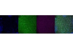 Immunohistochemistry (IHC) image for anti-Tryptophan Hydroxylase 2 (TPH2) antibody (ABIN7456267)