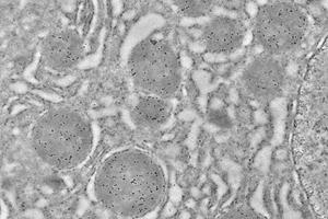 Immunoelectron microscopy analysis of LR white resin-embedded mouse liver using HSP60 (ABIN7074167) at dilution of 1: 50.