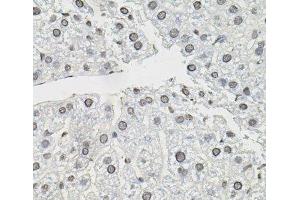 Immunohistochemistry of paraffin-embedded Mouse liver using TCEB1 Polyclonal Antibody (TCEB1 anticorps)