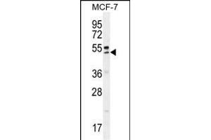 QTRTD1 Antibody (C-term) (ABIN655642 and ABIN2845119) western blot analysis in MCF-7 cell line lysates (35 μg/lane). (QTRTD1 anticorps  (C-Term))