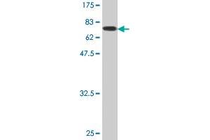 Western Blot detection against Immunogen (78.
