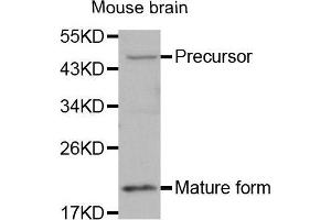 Western Blotting (WB) image for anti-Bone Morphogenetic Protein 7 (BMP7) (AA 132-431) antibody (ABIN3021109) (BMP7 anticorps  (AA 132-431))