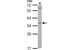 WB Image Sample (50 ug of whole cell lysate) A: Mouse liver 12% SDS PAGE antibody diluted at 1:500