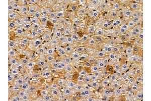ABIN6258192 and ABIN6273897 at 1/100 staining mouse liver tissue by IHC-P. (GPR82 anticorps  (C-Term))