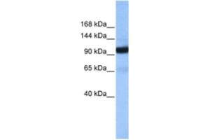 Western Blotting (WB) image for anti-Coatomer Protein Complex, Subunit beta 1 (COPB1) antibody (ABIN2463511) (COPB1 anticorps)