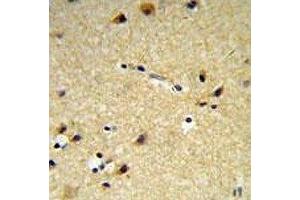 CYP26A1 antibody IHC analysis in formalin fixed and paraffin embedded brain tissue. (CYP26A1 anticorps  (AA 467-497))
