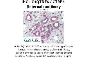 Image no. 1 for anti-Complement C1q Tumor Necrosis Factor-Related Protein 6 (C1QTNF6) (Internal Region) antibody (ABIN1732487) (CTRP6 anticorps  (Internal Region))