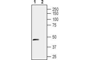 Western blot analysis of rat dorsal root ganglia lysates: - 1.