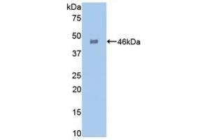 Detection of Recombinant GLa, Human using Polyclonal Antibody to Galactosidase Alpha (GLa) (GLA anticorps  (AA 81-429))