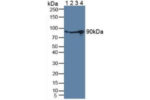 Western blot analysis of (1) Rat Serum, (2) Rat Blood Cells, (3) Rat Spleen Tissue and (4) Porcine Liver Tissue. (PLG anticorps  (AA 274-560))