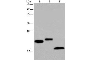 Western Blot analysis of NIH/3T3 cell, Human testis and Mouse fat tissue using EPPIN Polyclonal Antibody at dilution of 1:400 (Eppin anticorps)
