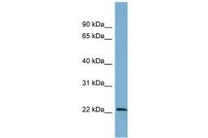 Image no. 1 for anti-B-Cell Translocation Gene 4 (BTG4) (AA 71-120) antibody (ABIN6742146) (BTG4 anticorps  (AA 71-120))