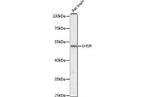 Western blot analysis of extracts of rat brain, using GHSR antibody (ABIN7267520) at 1:1000 dilution.