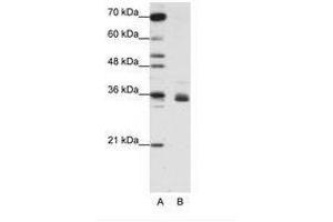 Image no. 2 for anti-Heterogeneous Nuclear Ribonucleoprotein A1 (HNRNPA1) (N-Term) antibody (ABIN203053) (HNRNPA1 anticorps  (N-Term))