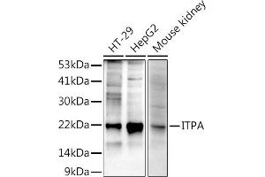 anti-Inosine Triphosphatase (ITPA) antibody