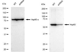 Western blotting analysis using Hsp60 antibody (ABIN7798847).
