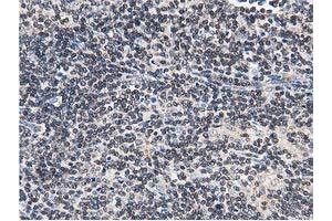 Image no. 10 for anti-Striatin Interacting Protein 1 (STRIP1) antibody (ABIN1498204) (STRIP1 anticorps)