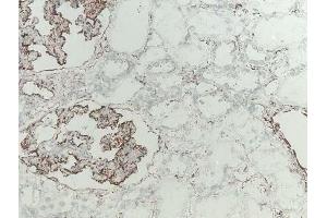 Immunohistochemical analysis of Ficolin-2 in frozen rat kidney tissue using mAb GN4 (Ficolin 2 anticorps  (Biotin))