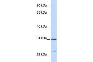 Western Blotting (WB) image for anti-Nucleolar and Spindle Associated Protein 1 (NUSAP1) antibody (ABIN2459000) (NUSAP1 anticorps)