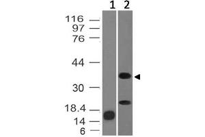 Image no. 1 for anti-Inhibin, alpha (INHA) (AA 196-366) antibody (ABIN5027320) (Inhibin alpha anticorps  (AA 196-366))