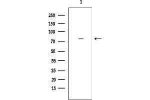 anti-Mitogen-Activated Protein Kinase Kinase Kinase Kinase 3 (MAP4K3) (N-Term) antibody