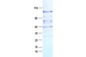 Validation with Western Blot (APLF Protein (DYKDDDDK Tag))