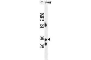 B3GNT4 Antaibody (Center) western blot analysis in mouse liver tissue lysates (35µg/lane).