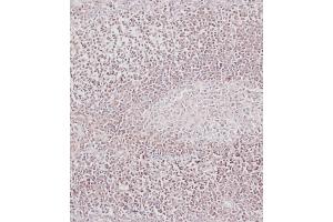 Immunohistochemical analysis of (ABIN388095 and ABIN2846147) on paraffin-embedded Human tonsil tissue.
