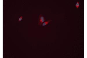 ABIN6277813 staining HEPG2 cells by ICC/IF. (GLUL anticorps  (C-Term))