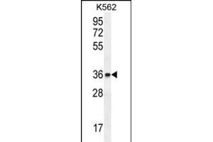 ETV2 Antibody (N-term) (ABIN655258 and ABIN2844855) western blot analysis in K562 cell line lysates (35 μg/lane). (ETV2 anticorps  (N-Term))