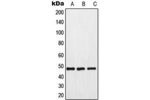 Western blot analysis of GPR173 expression in HeLa (A), mouse kidney (B), rat kidney (C) whole cell lysates. (GPR173 anticorps  (Center))