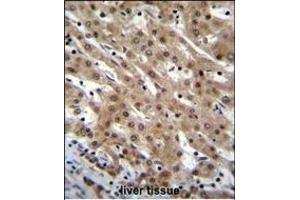 PNN Antibody (Center) (ABIN655502 and ABIN2845018) immunohistochemistry analysis in formalin fixed and paraffin embedded human liver tissue followed by peroxidase conjugation of the secondary antibody and DAB staining. (PNN anticorps  (AA 209-239))