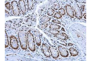 IHC-P Image HMGB1 antibody detects HMGB1 protein at nucleus on mouse colon by immunohistochemical analysis. (HMGB1 anticorps)