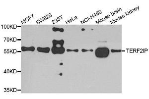 Western blot analysis of extracts of various cell lines, using TERF2IP antibody. (RAP1 anticorps  (AA 1-280))