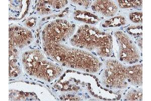 Image no. 13 for anti-Dual Specificity Phosphatase 23 (DUSP23) antibody (ABIN1497930) (DUSP23 anticorps)