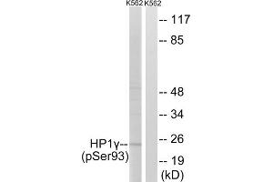 Western blot analysis of extracts from K562 cells, treated with forskolin (40nM, 30mins), using HP1 gamma (Phospho-Ser93) antibody. (CBX3 anticorps  (pSer93))