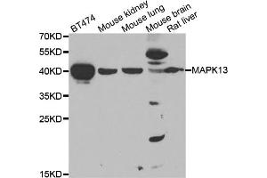 Western blot analysis of extracts of various cell lines, using MAPK13 antibody (ABIN5975574) at 1/1000 dilution. (MAPK13 anticorps)