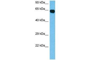 Host:  Mouse  Target Name:  CRMP1  Sample Tissue:  Mouse Brain  Antibody Dilution:  1ug/ml (CRMP1 anticorps  (N-Term))