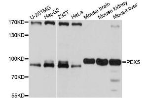 Western blot analysis of extracts of various cell lines, using PEX5 antibody. (PEX5 anticorps  (AA 364-631))