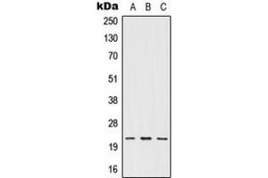 anti-IFN omega (Center) antibody