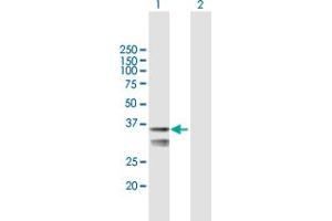 Western Blot analysis of LETMD1 expression in transfected 293T cell line by LETMD1 MaxPab polyclonal antibody. (LETMD1 anticorps  (AA 1-360))