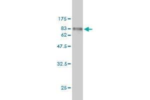 Western Blot detection against Immunogen (67.